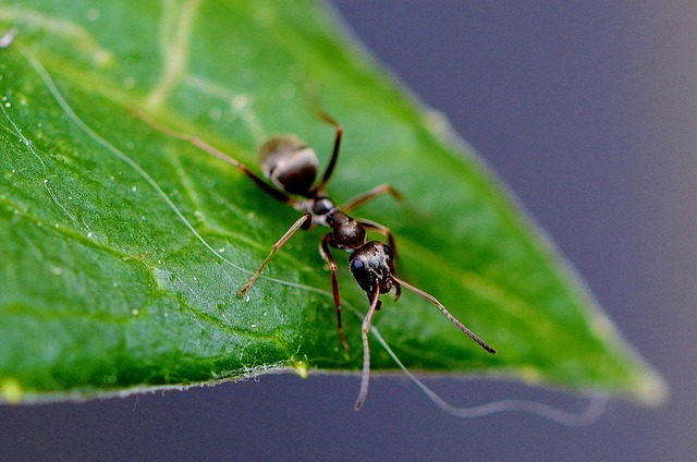 was hilft gegen Ameisen